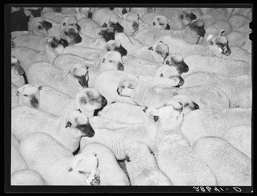 Sheep. Stockyards, Denver, Colorado