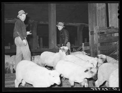 Untitled photo, possibly related to: Sheep. Stockyards, Denver, Colorado