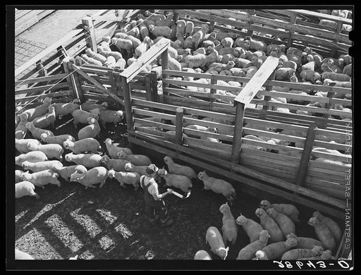 Loading sheep into stock cars at stockyards. Denver, Colorado