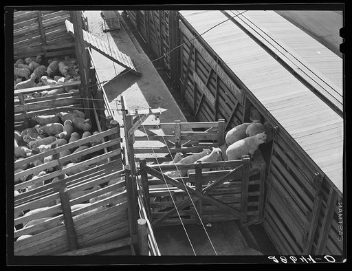 Untitled photo, possibly related to: Loading sheep for eastern packing plants. Stockyards, Denver, Colorado
