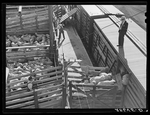 Loading sheep for eastern packing plants. Stockyards, Denver, Colorado