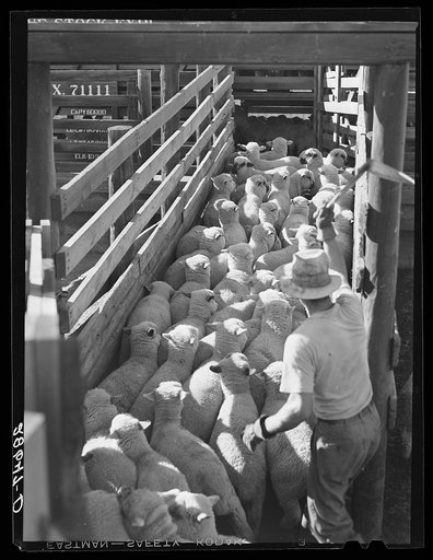 Driving sheep into stockcars for shipment to eastern packing plant. Stockyards, Denver, Colorado