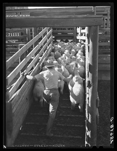 Untitled photo, possibly related to: Driving sheep into stockcars for shipment to eastern packing plant. Stockyards, Denver, Colorado