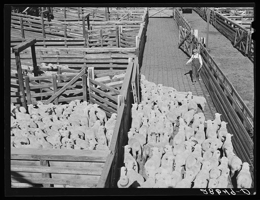 Driving sheep into pens at railroad before shipment east. Stockyards, Denver, Colorado