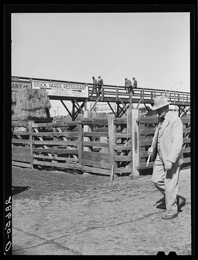 Untitled photo, possibly related to: Cattlebuyer at stockyards. Denver, Colorado