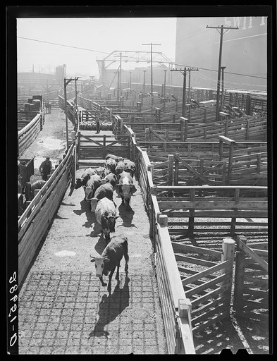 Cattle and sheep at railroad pens. Stockyards, Denver, Colorado