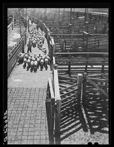 Sheep are driven into pens at railroad for shipment. Stockyards, Denver, Colorado
