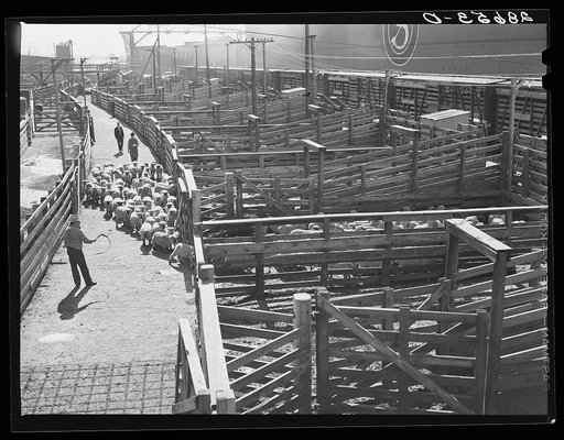 Driving sheep into pen before shipping them east. Stockyards, Denver, Colorado