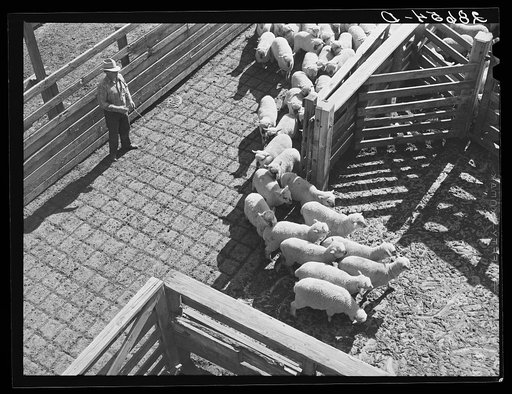 Untitled photo, possibly related to: Driving sheep into pens before shipment to packing plants. Stockyards, Denver, Colorado