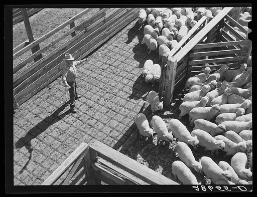 Driving sheep into pens before shipment to packing plants. Stockyards, Denver, Colorado