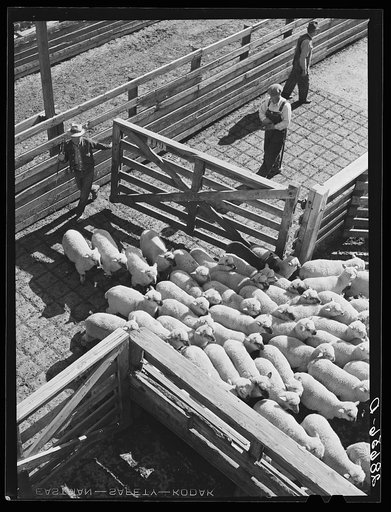 Driving sheep into pen at railroad stockyards. Denver, Colorado