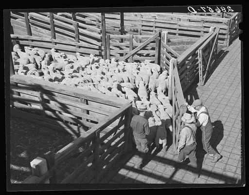Driving sheep into pen at railroad stockyards. Denver, Colorado