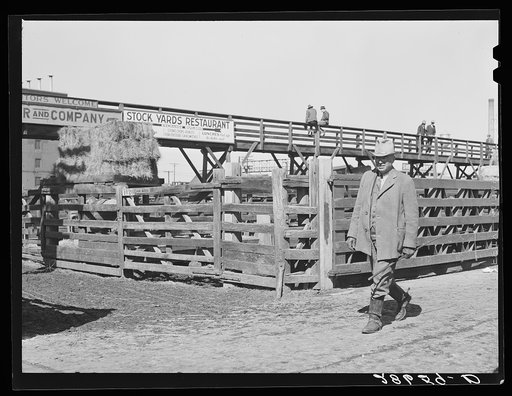 Cattlebuyer at stockyards. Denver, Colorado