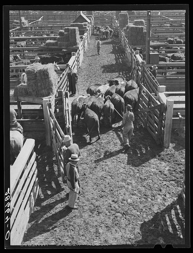 Transferring cattle to buyers' pens after a sale. Stockyards, Denver, Colorado