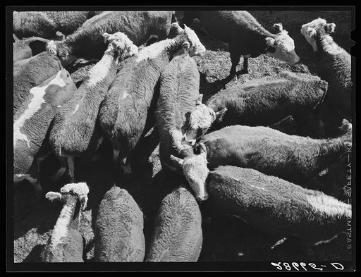 Young steers. Stockyard, Denver, Colorado