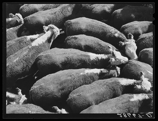 Steers. Stockyards, Denver, Colorado