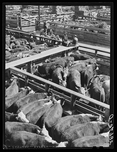 Hereford cattle. Stockyards, Denver, Colorado
