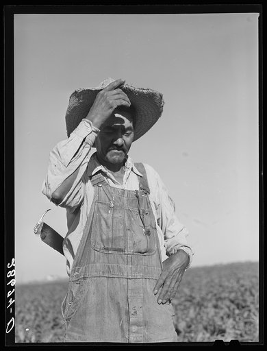 Untitled photo, possibly related to: Field worker. Adams County, Colorado