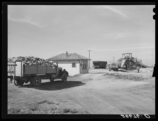 Farmer's truck driving into scale house at sugar beet dump. Adams County, Colorado