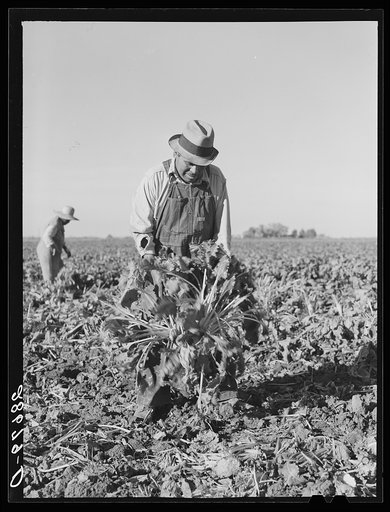 After the beets are pulled, the soil is knocked off before topping. Adams County, Colorado
