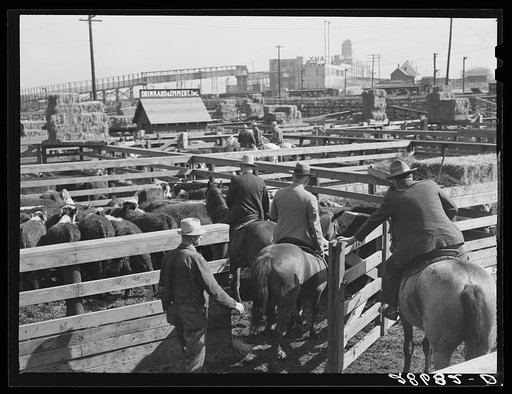 Buyers looking over cattle. Stockyards, Denver, Colorado