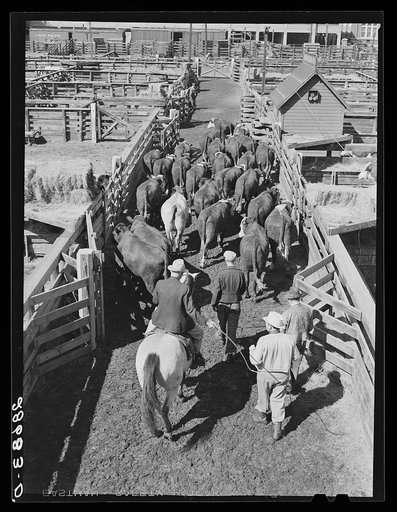 Driving cattle. Stockyards, Denver, Colorado