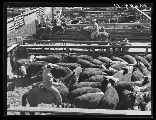 Cattle buyer. Stockyards, Denver, Colorado