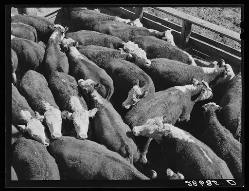 Steers. Stockyards, Denver, Colorado