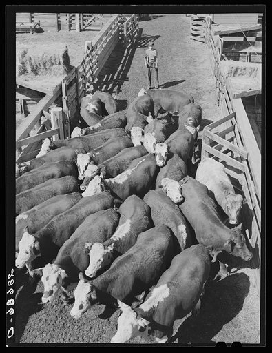 Cattle. Stockyard, Denver, Colorado