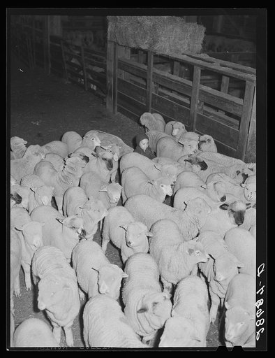 Rancher's son herding sheep. Stockyard, Denver, Colorado