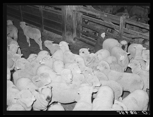 Untitled photo, possibly related to: Rancher's son herding sheep. Stockyard, Denver, Colorado
