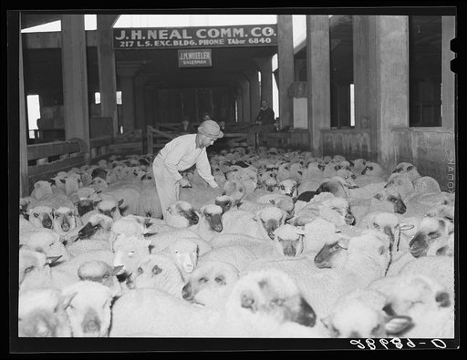 Marking sheep for fur. Stockyards, Denver, Colorado