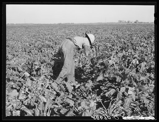 Untitled photo, possibly related to: Sugar beet worker. Adams County, Colorado