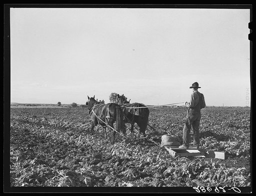 The rows between the beets are flattened before piling the topped sugar beets. Adams County, Colorado