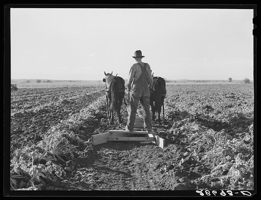 Bows between the pulled beets are flattened before piling the topped sugar beets. Adams County, Colorado
