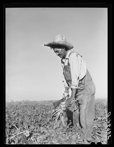 Field worker topping sugar beets. Adams County, Colorado