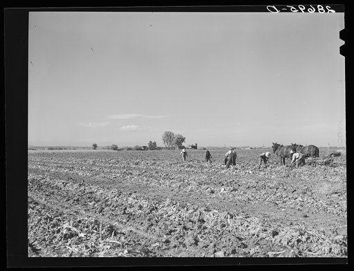 Untitled photo, possibly related to: Lifting sugar beets. Adams County, Colorado
