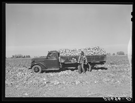 Loading topped sugar beets into truck. Adams County, Colorado