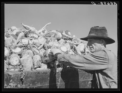 Loading truck with sugar beets. Adams County, Colorado