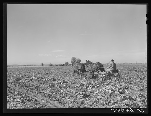 Lifting sugar beets. Adams County, Colorado