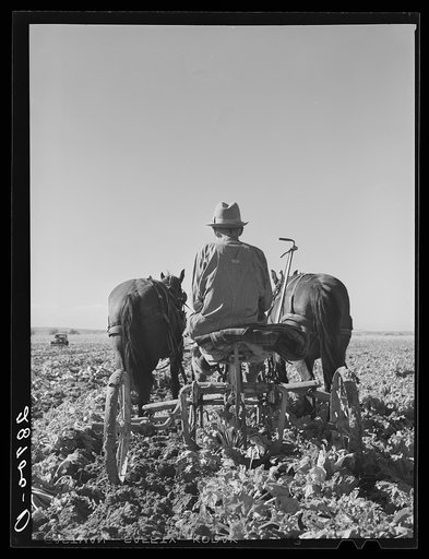 Sugar beet lifter. Adams County, Colorado