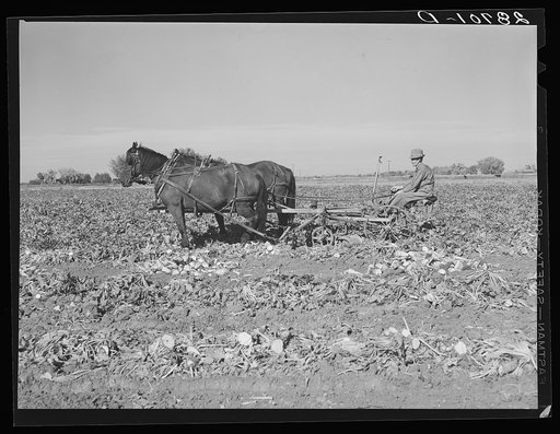 Untitled photo, possibly related to: Farmer driving sugar beet lifter. Adams County, Colorado