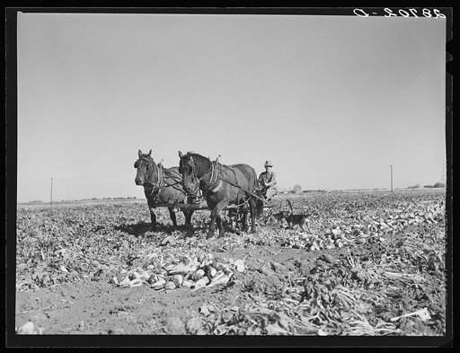 Farmer driving sugar beet lifter. Adams County, Colorado