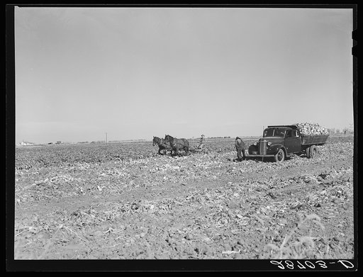 Farmers in sugar beet field. August Ehlen Farm. Adams County, Colorado