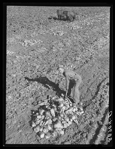 August Ehlen with pile of sugar beets on his farm. Adams County, Colorado