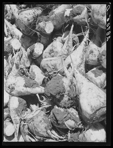 Untitled photo, possibly related to: Farmer with sugar beets. Adams County, Colorado