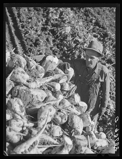 Farmer with sugar beets. Adams County, Colorado