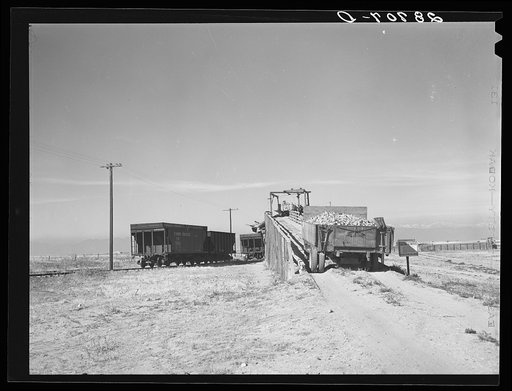 Untitled photo, possibly related to: Loading freight cars for the factory at sugar beet dump. Adams County, Colorado