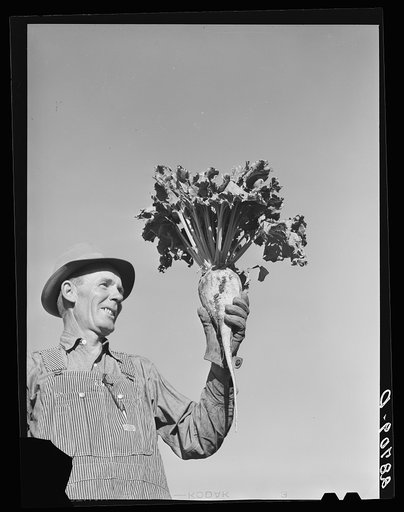 August Ehlen, farmer, with sugar beet. Adams County, Colorado