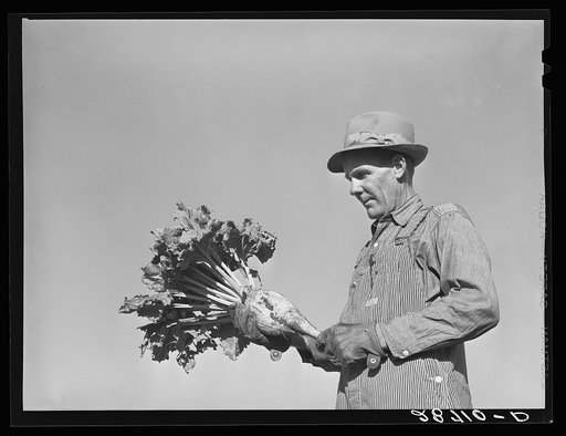 August Ehlen, farmer, with sugar beet. Adams County, Colorado